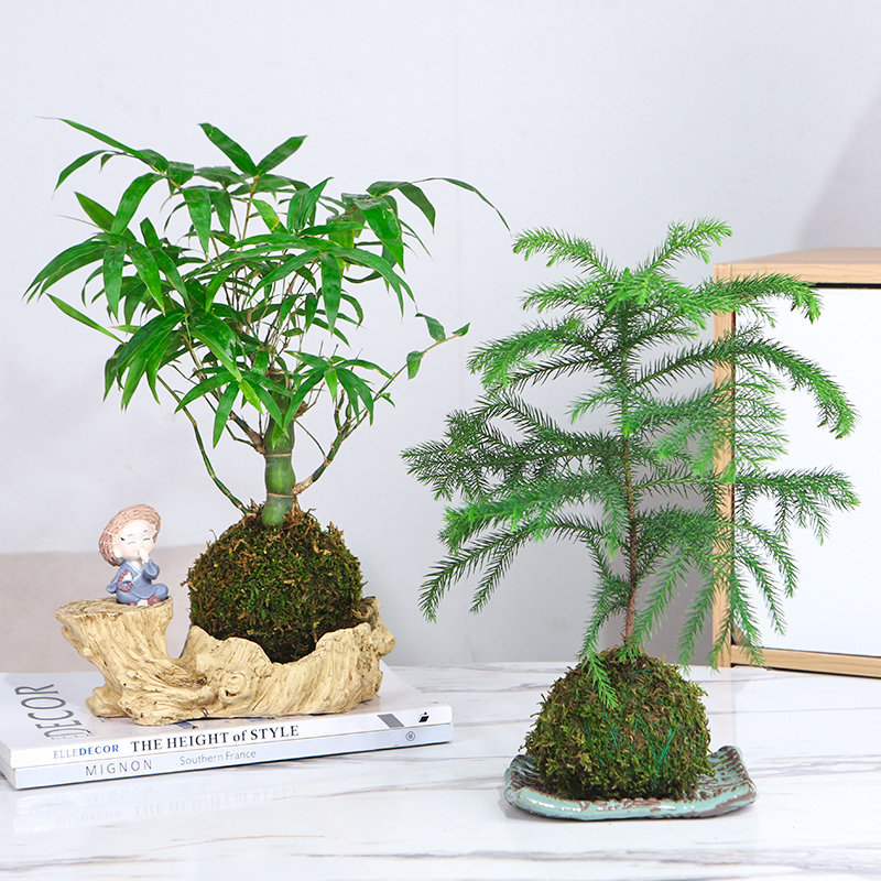 培植物苔藓球佛肚竹盆景室内懒人盆栽罗汉竹四季常青吸甲醛