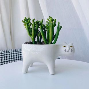多肉植物光棍树绿珊瑚室内创意猫咪花盆盆栽绿植花卉辐射