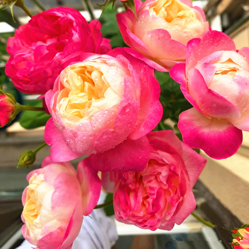 和室月季花苗大苗四季浓香欧月灌木大花阳台盆栽庭院地栽切花玫瑰