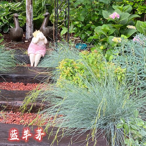 花镜植物蓝羊茅盆栽组合搭配观赏庭院阳台植物多年生耐寒耐热