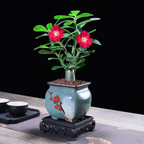 沙漠玫瑰迷你盆栽四季好养活室窗台小绿植室内植物