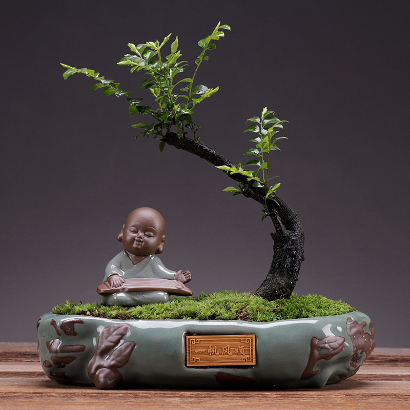 小叶紫檀盆景老桩绿植榕树植物树桩造型文竹盆栽室内