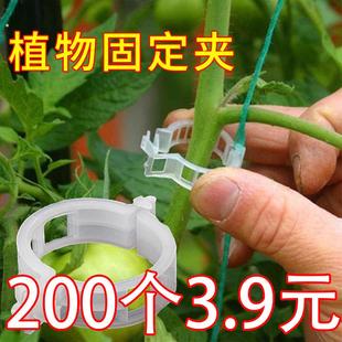 植物瓜果植物夹塑料绑蔓夹绑枝夹吊蔓夹扶蔓夹西红柿夹藤蔓固定