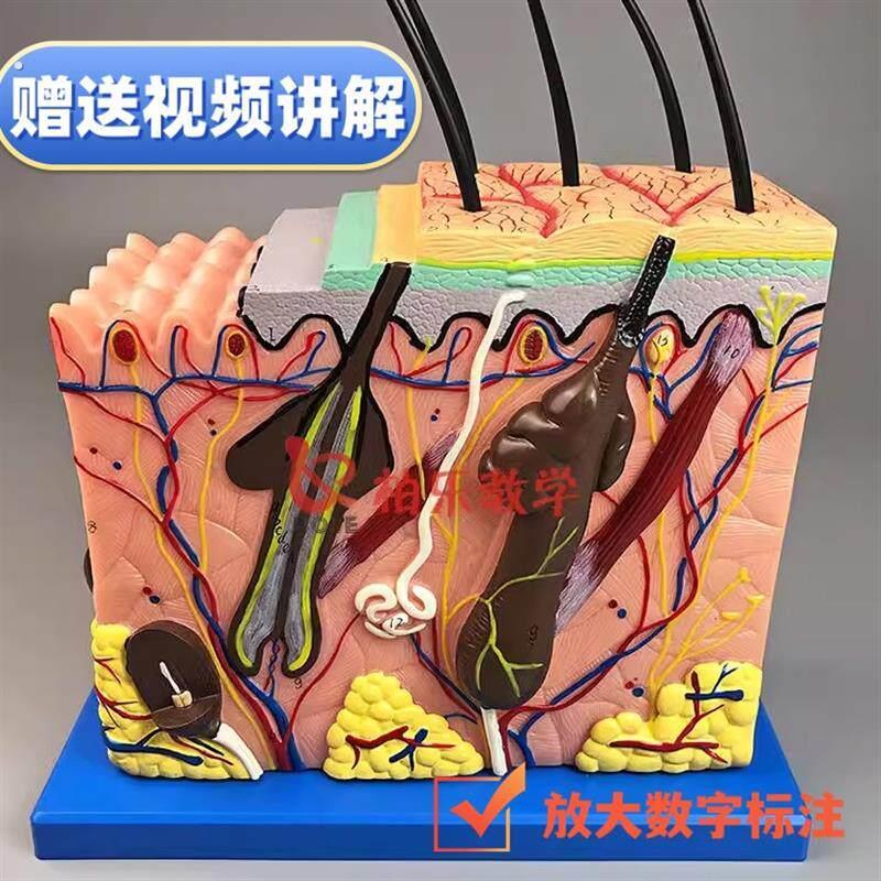 头皮毛囊模型皮肤组织结构放大层次人体构造分层解剖模具美容毛发