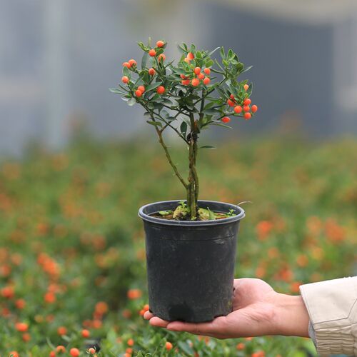 金豆盆景小金桔盆栽室桌绿植室内观果苗植物好养阳台花卉