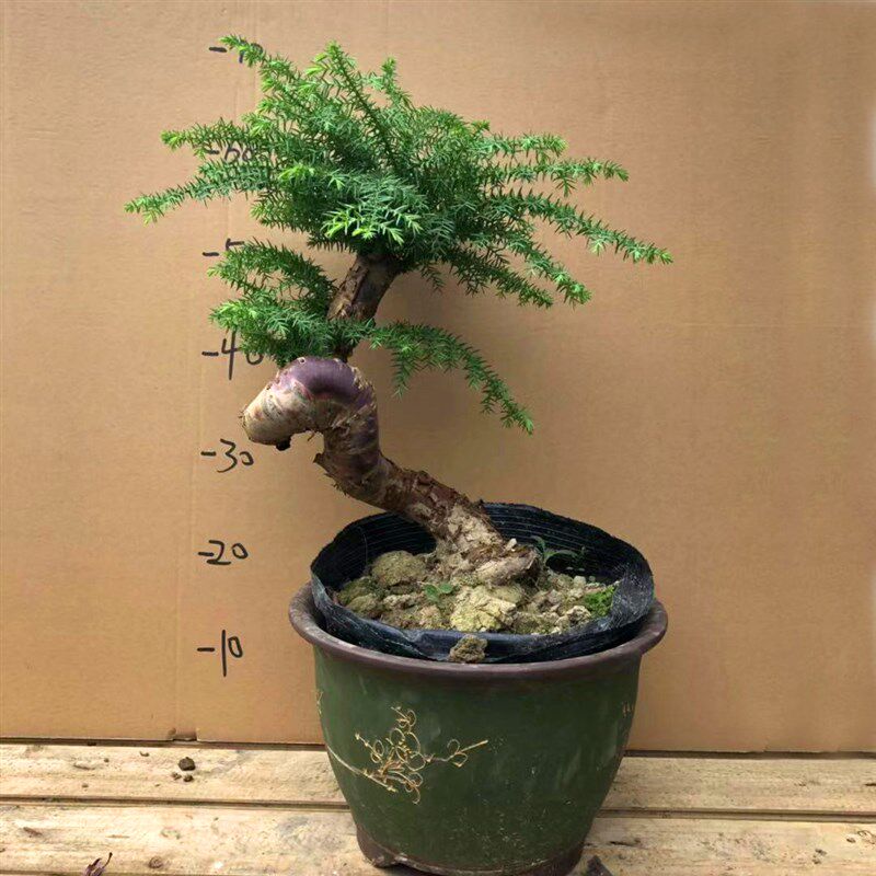 澳洲杉盆景树桩庭院室好养造杉景观室内绿植盆栽
