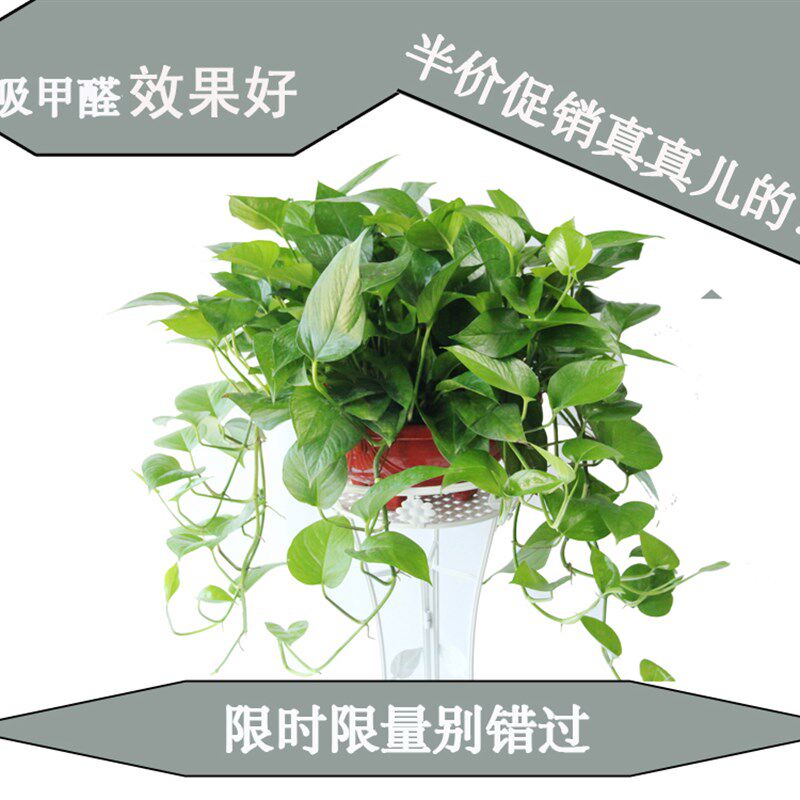 大绿萝吸甲醛植物盆栽新房装修除味植物大叶绿萝吊兰