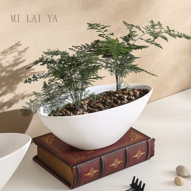 年几何形状花盆蝴蝶兰组合盆多肉蕨类孔绿植卉