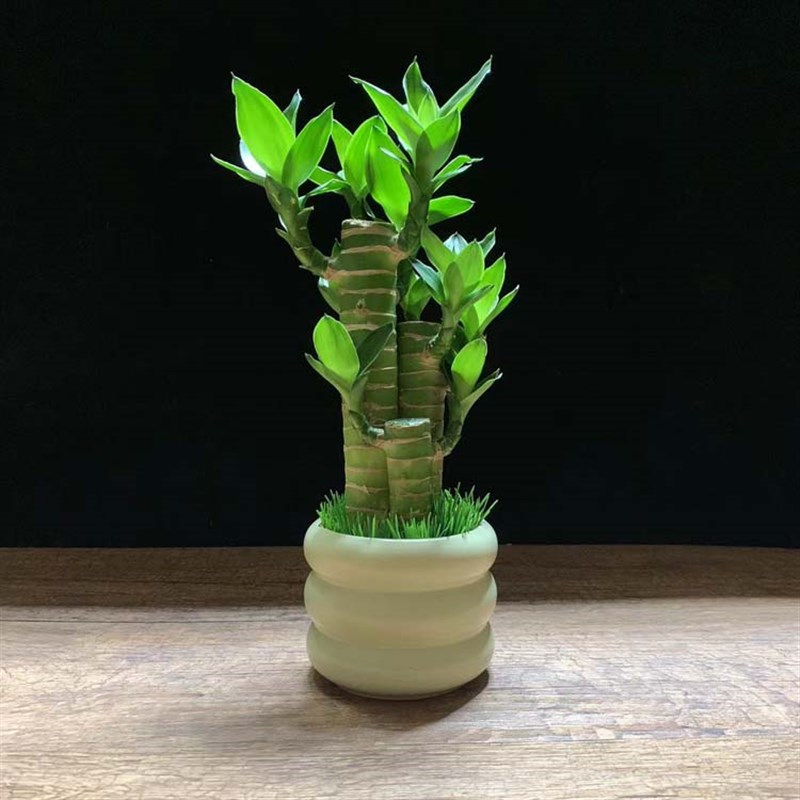何花竹节节盆栽室内植物常绿步步运招财富贵竹