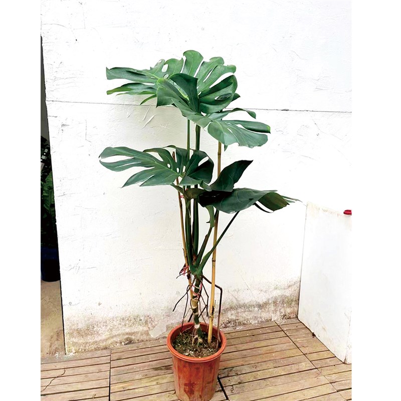 叶龟背竹老桩造型盆栽植物室内绿植净化空气吸甲醛盆景好养