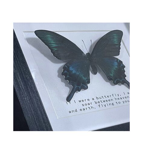 绿带翠凤蝶大马玲森林皇后真蝴蝶标本昆虫标本自然艺术品家居