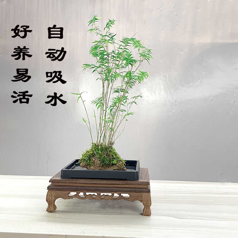 竹盆栽吸石培红竹植物室内盆景室绿植凤尾竹