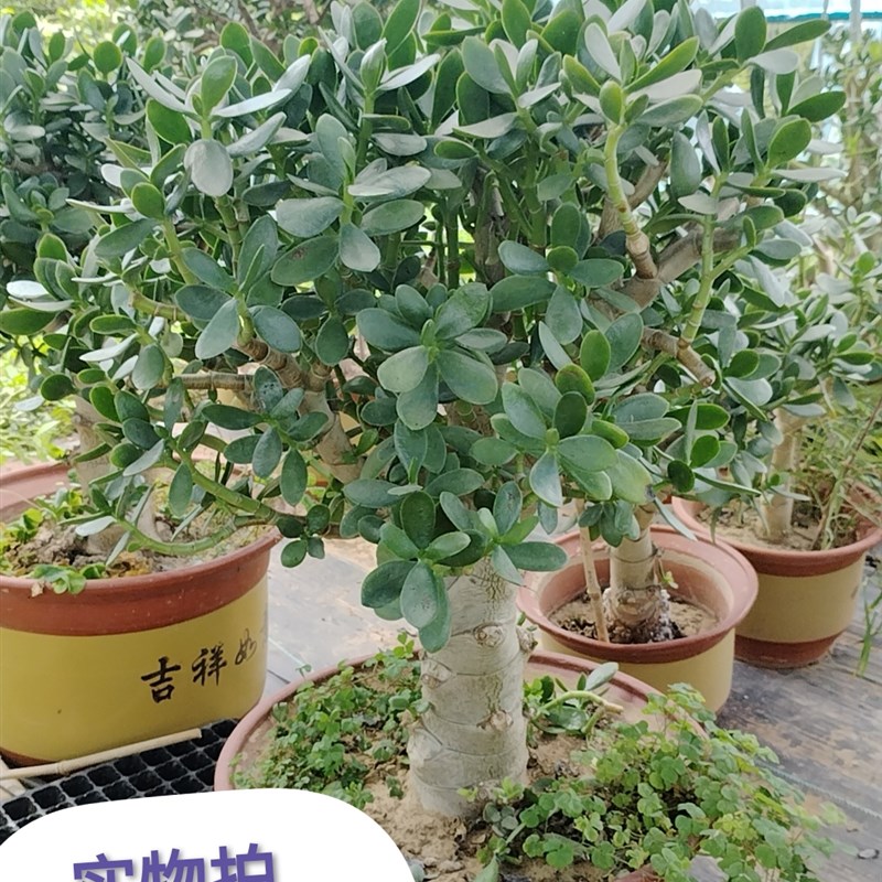超桩开花玉树盆栽多肉植物好养花卉绿植净化空气吸甲醛