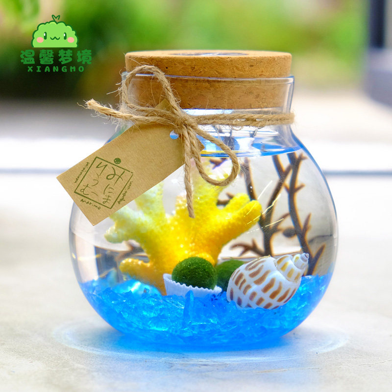 海藻球微景观 恋与球藻许墨同 迷你盆栽培植物