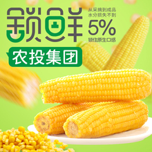 【农投】东北黄糯玉米280-350g*8棒