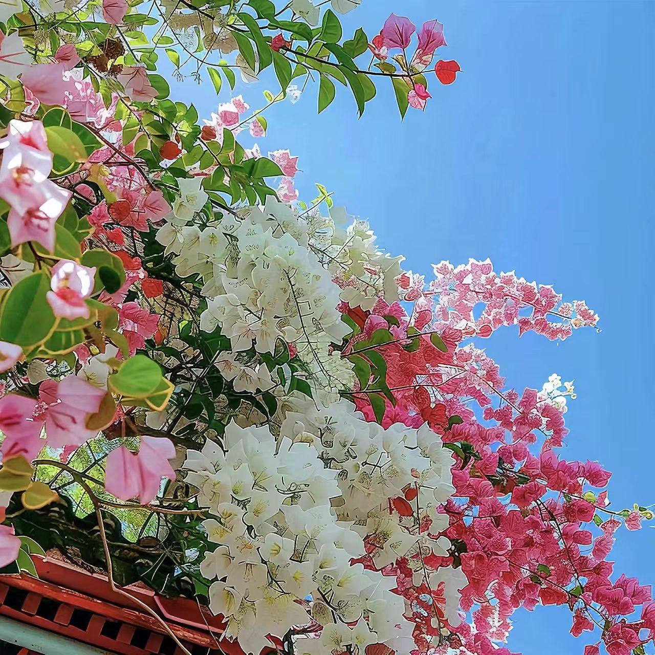 京东包邮一物一拍三角梅盆栽室运输途中掉花掉叶属于正常现象,鲜花速递/花卉仿真/绿植园艺,绣球/木绣球/木本植物,淘宝优惠券,粉丝福利购,淘宝优惠卷