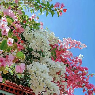 京东包邮一物一拍三角梅盆栽室运输途中掉花掉叶属于正常现象