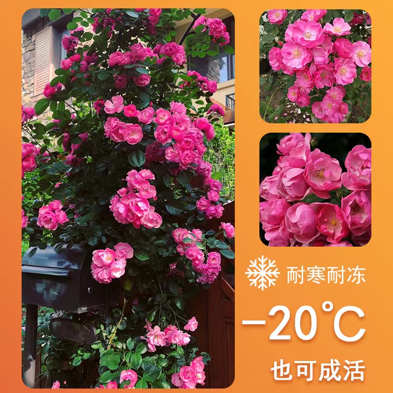 爬藤月季安吉拉藤本月季花苗盆栽蔷薇花苗四季开花庭院阳台花卉