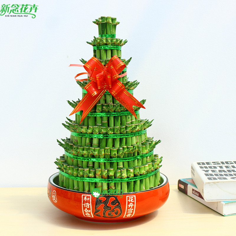 大八层节节高 富贵竹开运转运竹 办公室绿色植物水养水培绿植盆栽