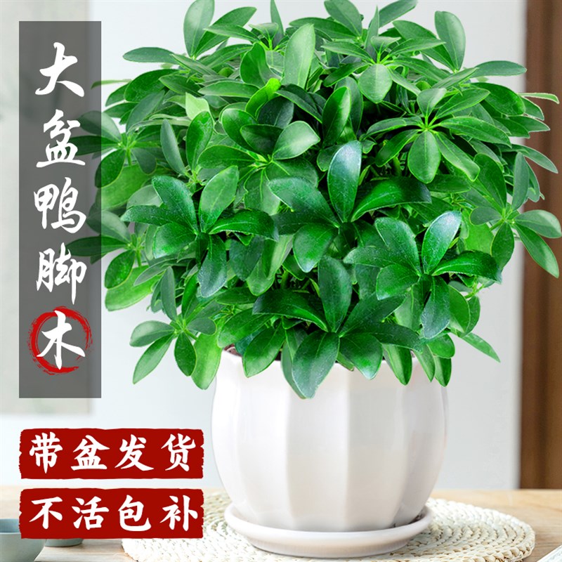 鸭脚木八方来财植物盆栽办公室桌面客厅绿植好养活四季禄植盆景