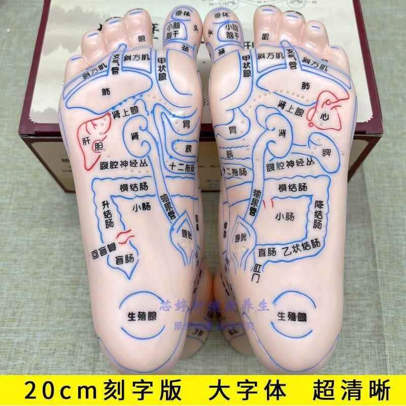 脚模型超清晰软质刻字脚模型反射区 点穴按摩足底穴位模型 足疗经