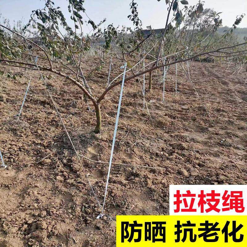 防老化果树拉枝专用绳布条拉绳拉树枝定型果园吊枝绳固定绑树绳子