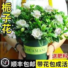 优选花盆栽花卉植l物室内带花苞阳台水培绿植大树苗四季好养茉莉;