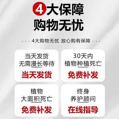 优选梅铁海棠盆栽大叶大花室内阳台E好养绿植物不怕晒不怕冻的花;