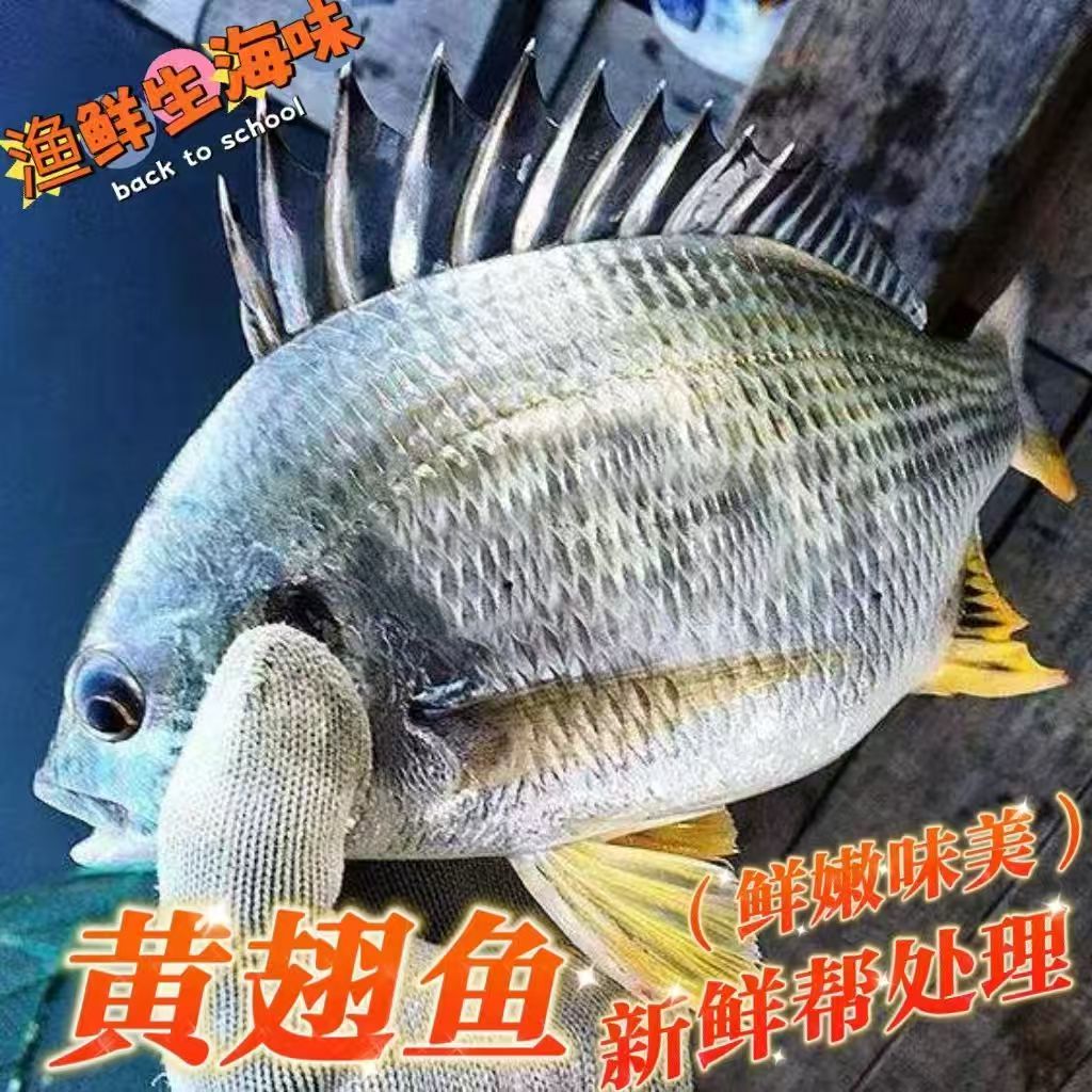 福建东山岛海钓黄翅鱼黄立鱼新鲜海捕海鲜水产鲜活冷冻黄赤黄鳍鲷