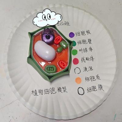 细胞模型制作材料七年级植物细胞