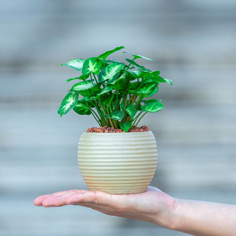 合果芋盆栽植物花卉室内客厅办公室桌面小绿植盆景适合懒人养的花