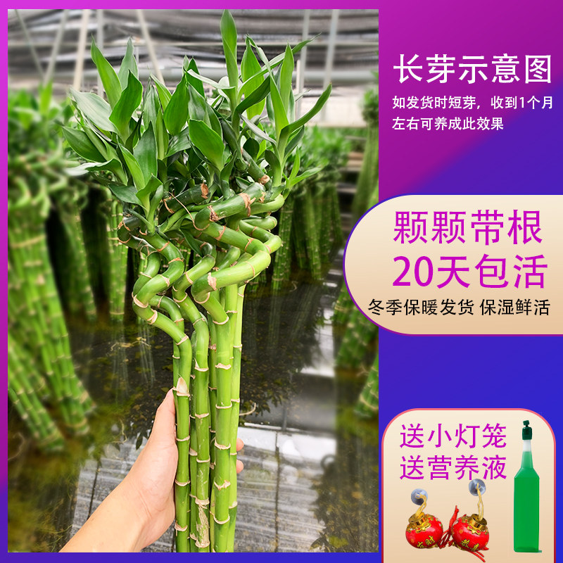 转运竹水培植物开运竹龙竹富贵竹子盆栽四季水竹水养绿植室内带根