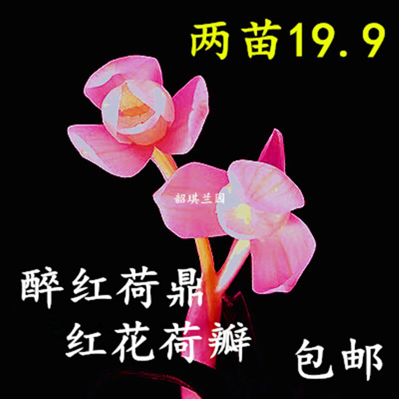 名贵兰花苗浓香金边矮种四季开花荷瓣七龙珠醉红荷鼎天草花卉盆栽
