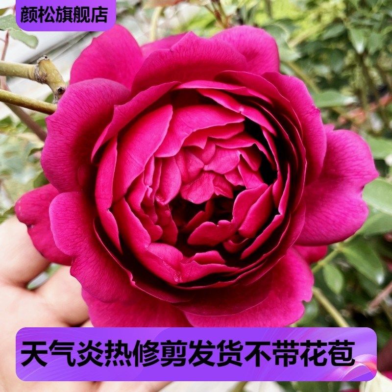 秋日胭脂月季花苗香气扑鼻大花浓香多头四季开花玫瑰盆栽花卉