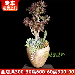 老桩黑法师多肉组合盆景多肉群生盆栽阳台绿植花卉微景观盆栽植物