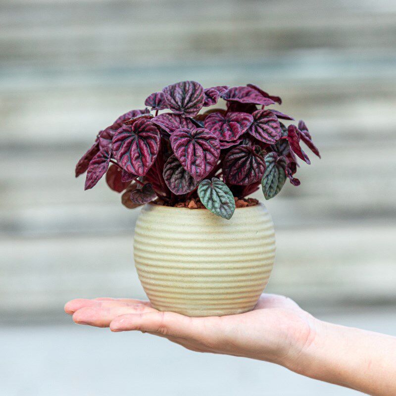 红宝石盆栽植物花卉室内客厅办公室桌面小绿植盆景适合懒人养的花