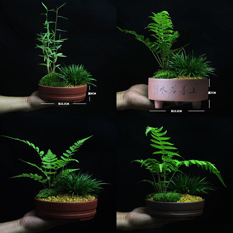 【金草之家】金钱菖蒲 蕨类水培植物盆景花卉竹子微景观盆栽