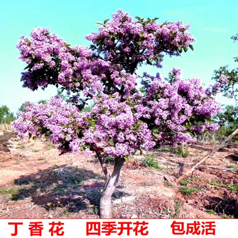 耐寒丁香花树苗浓香型花苗花卉植物庭院四季室外别墅紫丁香花盆栽