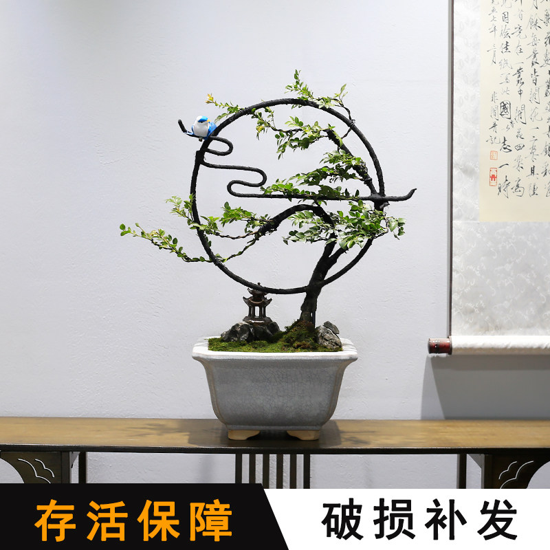 小叶紫檀黑骨茶盆景造型植物室内客厅办公室书房绿植桌面盆栽好养