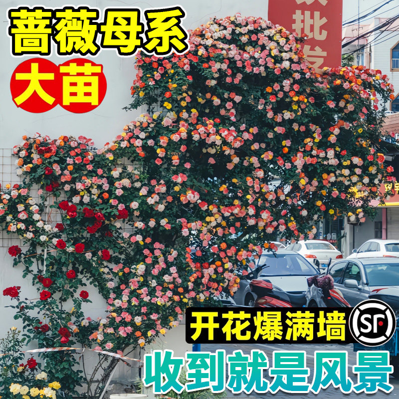 【特大】蔷薇花苗爬藤四季开花藤本月季别墅庭院爬墙植物盆栽花卉