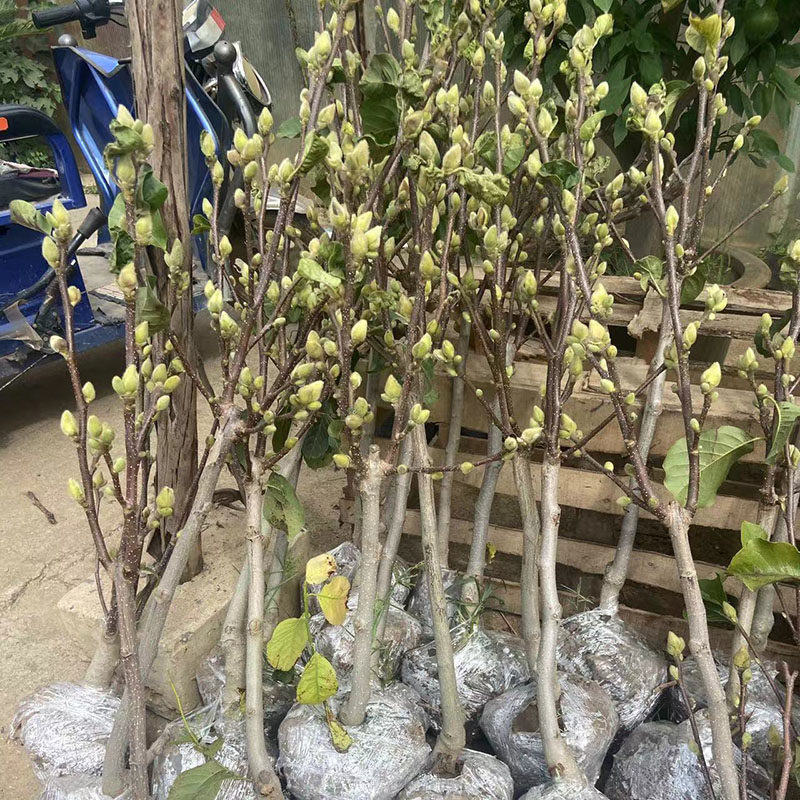 紫玉兰花树苗盆栽矮化嫁接苗带花苞浓香带泥土球地栽庭院花卉耐寒