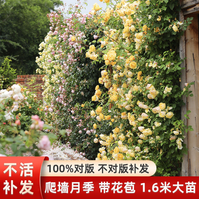 藤本月季花 灌木月季盆栽特大1.6米花苗庭院爬藤阳台蔷薇四季开花,鲜花速递/花卉仿真/绿植园艺,月季/蔷薇/玫瑰,淘宝优惠券,粉丝福利购,淘宝优惠卷