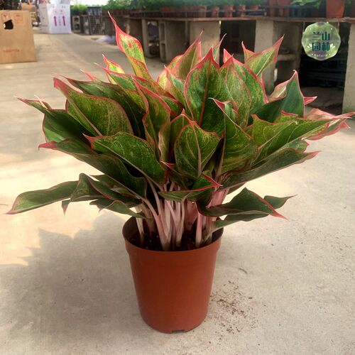万年红盆栽彩叶植物室内桌面客厅喜阴绿植四季观叶净化空气盆景