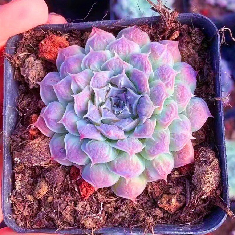 云南花卉非常美观墨西哥之泪瘤财多肉植物办公室阳台防辐射盆栽肉