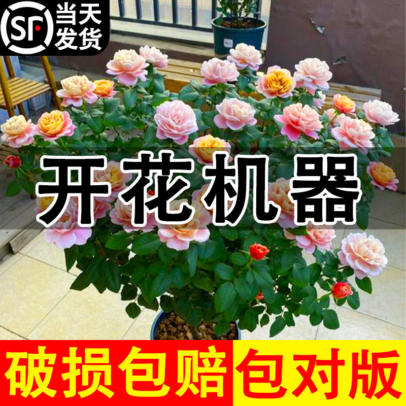果汁阳台月季花苗室外阳台特大花盆栽玫瑰花苗多头四季开花带花苞
