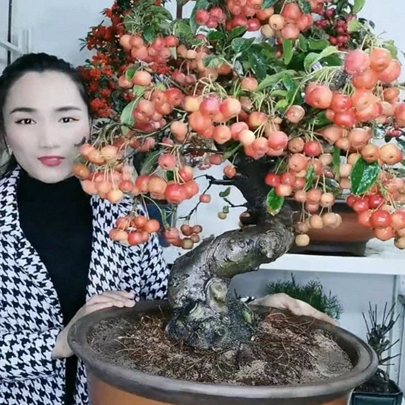 冬红果海棠果苗树北方耐寒南方种植办公室阳台观赏盆栽庭院果树盆
