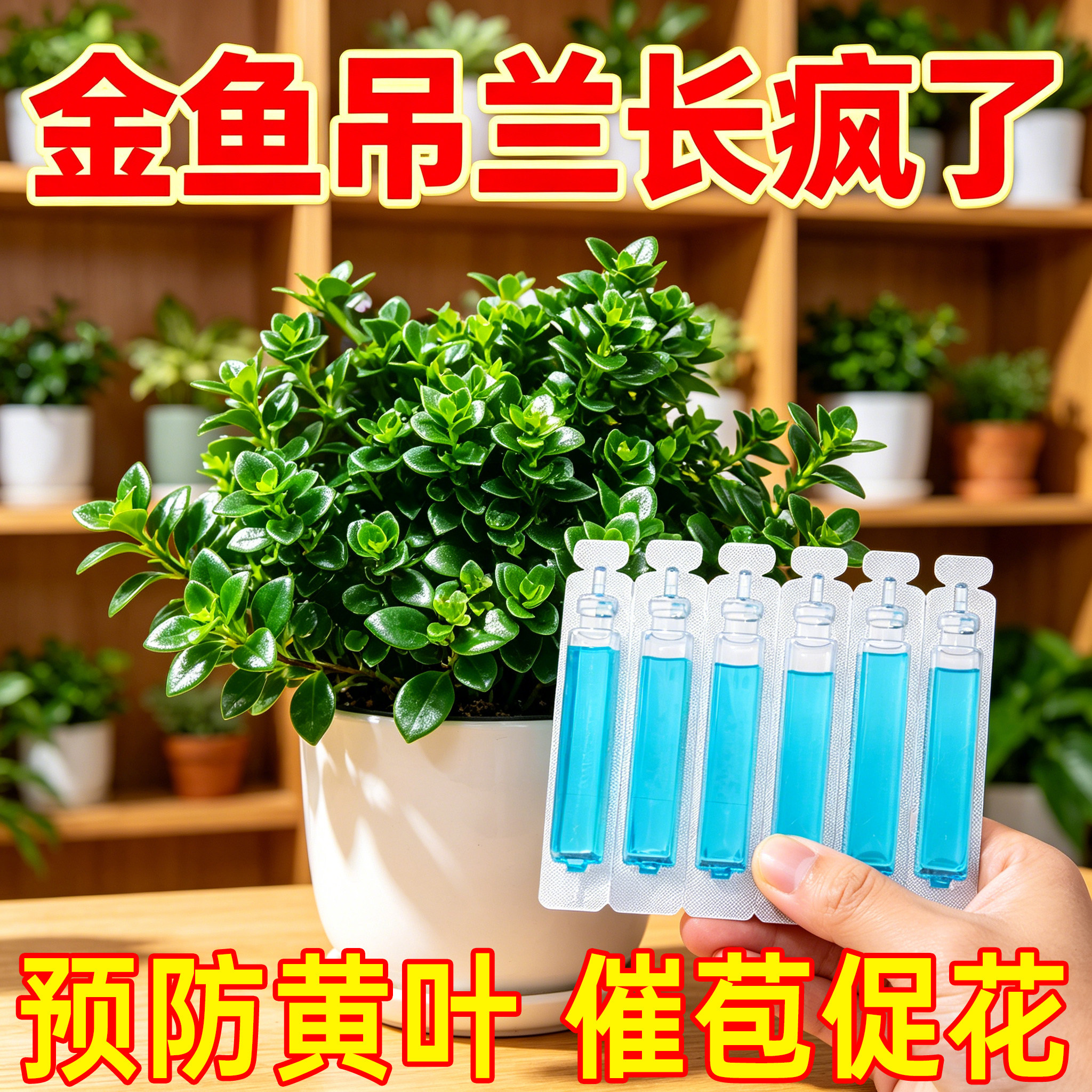 金鱼吊兰专用营养液促开爆盆