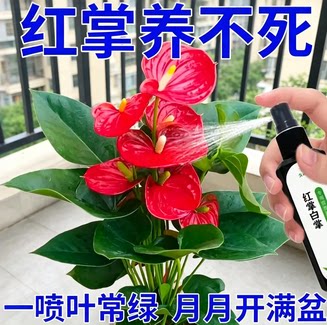 红掌专用营养液防黄叶促生根