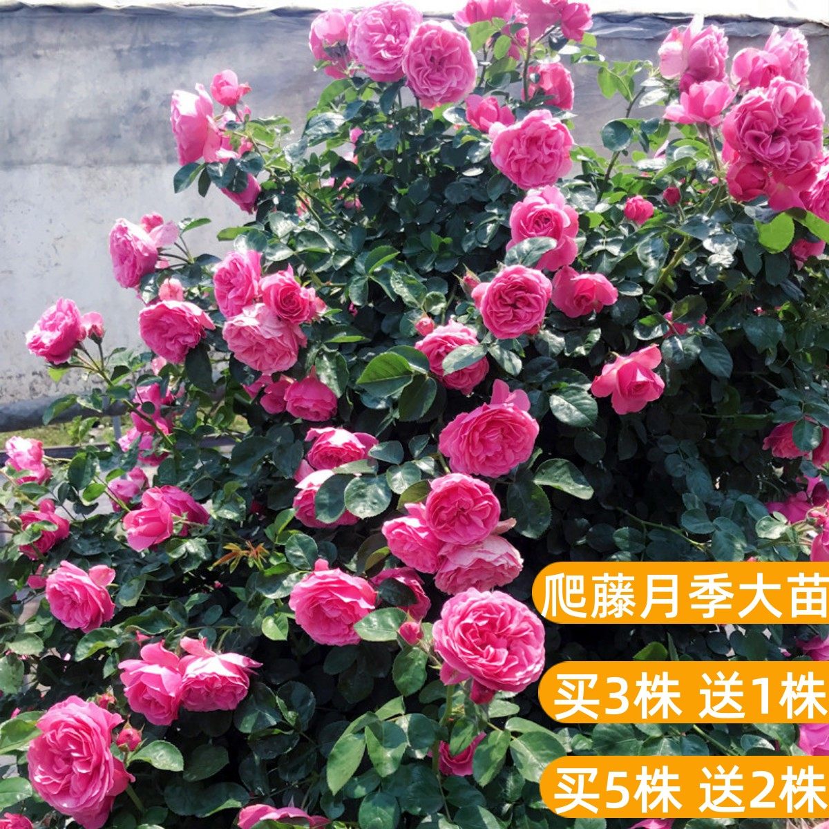 蔷薇花苗藤本月季特大花苗爬藤植物四季开花卉盆栽玫瑰带花苞1米6