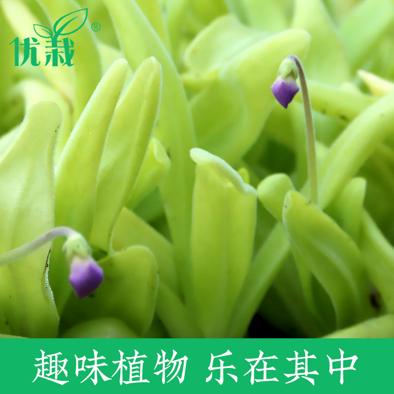 优栽捕虫堇阿芙罗迪食虫植物食人花捕蝇草驱蚊草多肉花卉盆栽